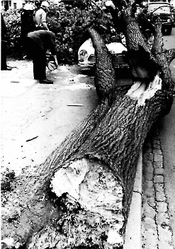 19690707 Baum auf Auto Geismarlandstr.