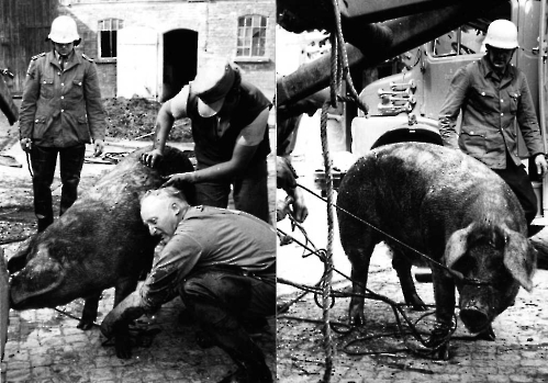 19710909 Schweinerettung, Landwirt Menke, Jühnde