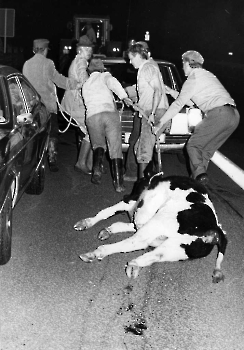 19770622 Unfall Tiere BAB 2