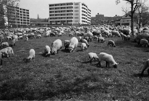 19830320 Schafe Am Rischen
