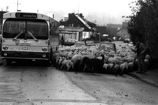 19840500 Schafe Am Rischen