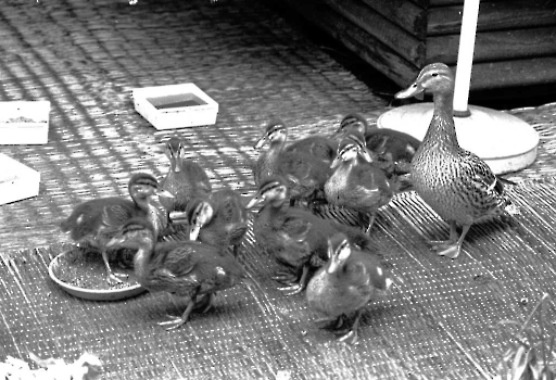 19840614  Ente brütet auf Dachgarten