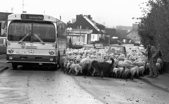 19840723 Schafe am Rischen 1