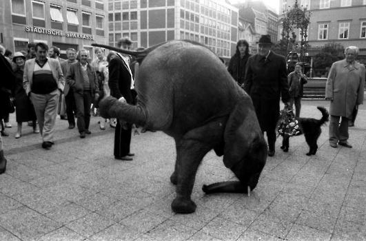 19840928 Elefant Marktplatz,Eckold