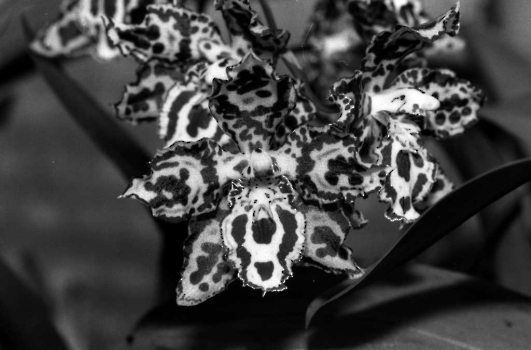 19890700 Orchideen Krume 1