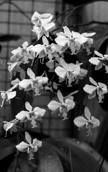 19890700 Orchideen Krume 3