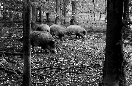 19901015 Wildschweine - Kehr