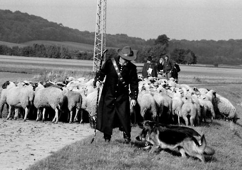 19910820 Schafe Schäferprüfung