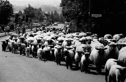 19920820 Schafe, Am Rischen