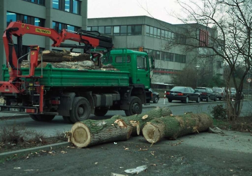 19980221 Bäume auf Uni Parkplatz