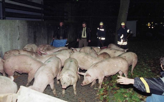 19981029 Polizei jagt Schweine 1