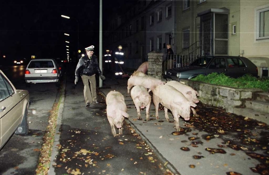 19981029 Polizei jagt Schweine