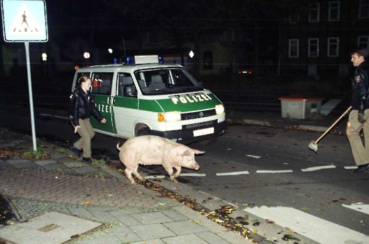 19981029 Polizei jagt Schweine 2