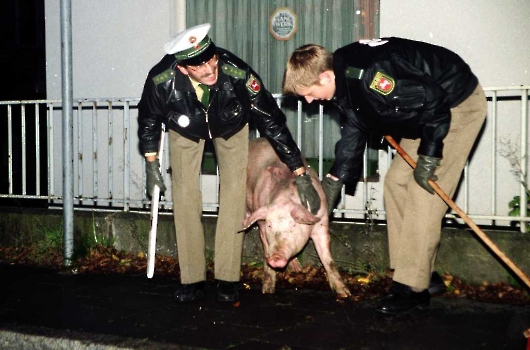 19981029 Polizei jagt Schweine 3